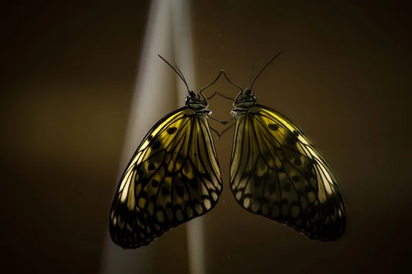 Borboleta Venenosa Uma Folha — Fotografia de Stock