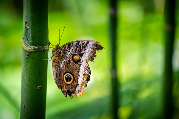 Mariposa Venenosa Una Hoja —  Fotos de Stock