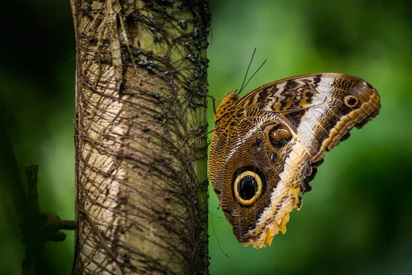 Mariposa Venenosa Una Hoja —  Fotos de Stock