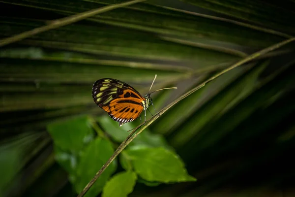 Mariposa Venenosa Una Hoja —  Fotos de Stock