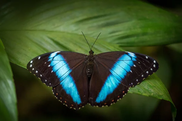Отруйний Метелик Листі — стокове фото