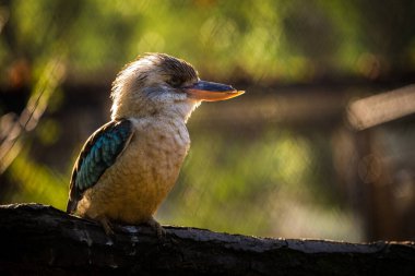 Mavi kanatlı Kingfisher doğa parkında