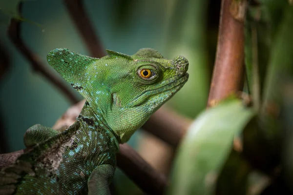 Πράσινο Πορτρέτο Basilisk Στη Φύση — Φωτογραφία Αρχείου