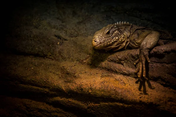 Duża Jaszczurka Jak Iguana Odpoczywa — Zdjęcie stockowe