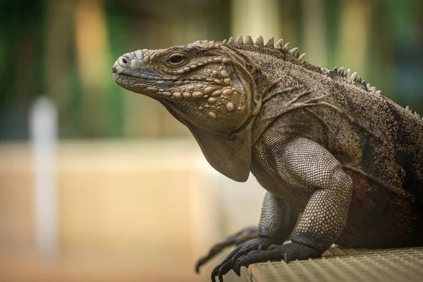 Grande Lagarto Como Uma Iguana Está Descansando — Fotografia de Stock