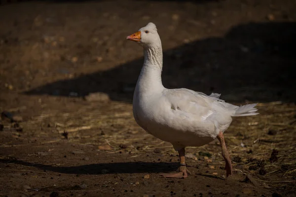 White Goose Farm — Stock Photo, Image