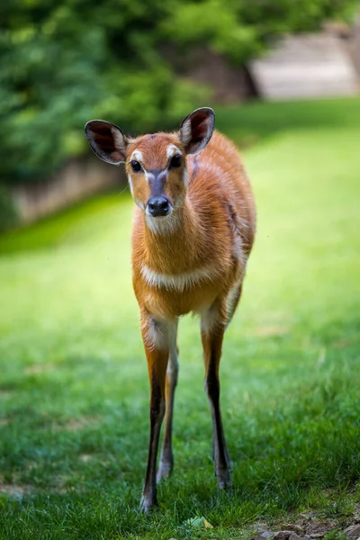 Sumpfantilope Gras Von Sitatunga — Stockfoto