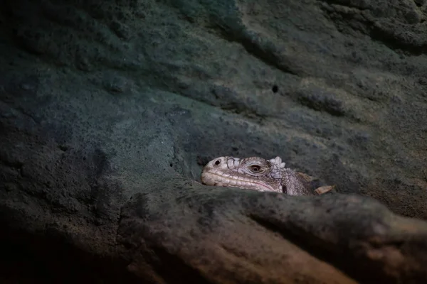 Grand Lézard Comme Iguane Repose — Photo