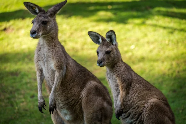 Dwa Kangury Parku Przyrody — Zdjęcie stockowe