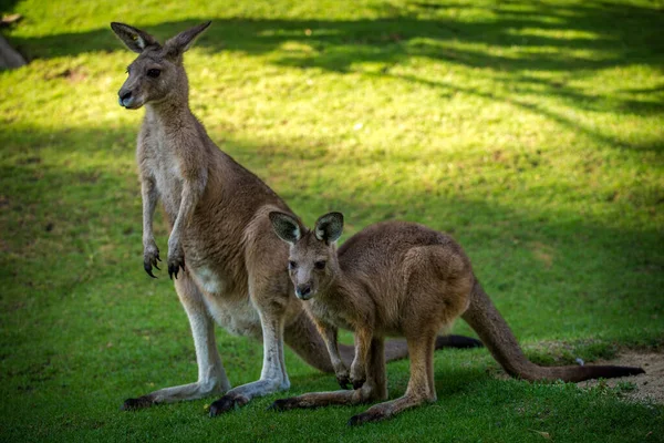 自然公園にある2つのカンガルーは — ストック写真