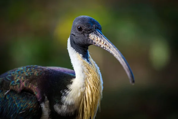 Retrato Ibis Pescoço Palha Parque Natural — Fotografia de Stock