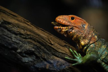 Dracena timsah kertenkelesi salyangoz yer.