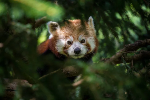 Vörös Panda Portré Fákon — Stock Fotó