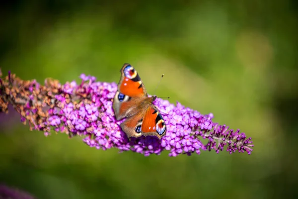 Павич Метелик Квітці — стокове фото
