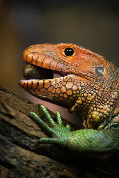 Lagarto Crocodilo Dracena Come Caracóis — Fotografia de Stock