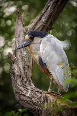 Doğa parkında tekne faturalı balıkçıl portresi