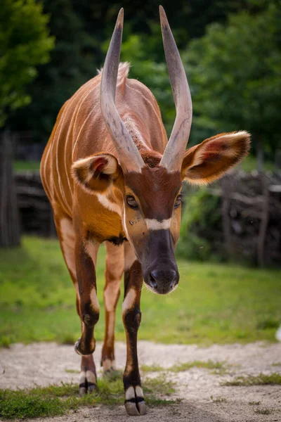 Bongo Retrato Montaña Naturaleza Con Poco — Foto de Stock