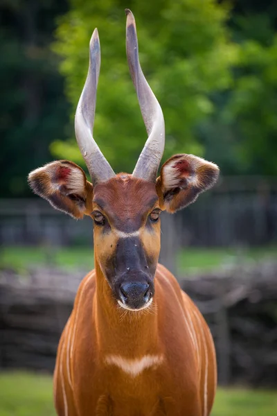 Bongo Montanha Retrato Natureza Com Pouco — Fotografia de Stock