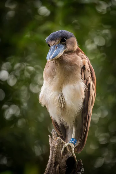 Portrait Héron Facturé Bateau Dans Parc Naturel — Photo