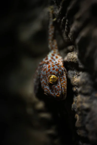 Μια Τεράστια Gecko Κρέμεται Ένα Βράχο — Φωτογραφία Αρχείου