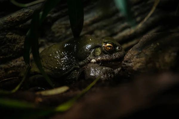 Colorado River Toad Nature Park — Stock Photo, Image