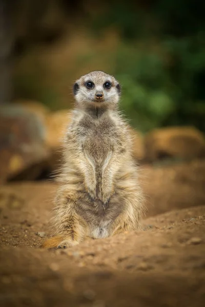 Meerkat Sur Savane — Photo