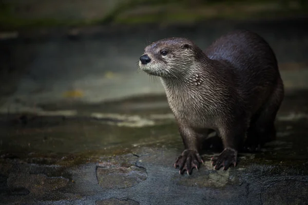 Loutre Nord Américaine Bord Eau — Photo