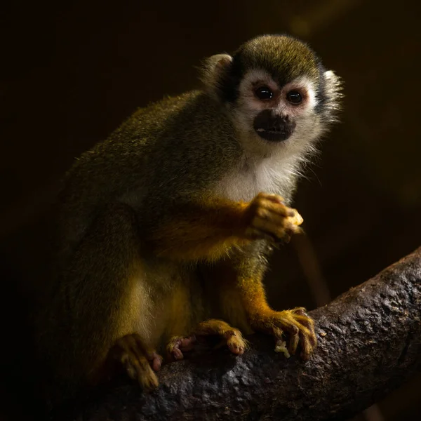 Cauldron Squirrel Monkey Zoo Park — Stock Photo, Image