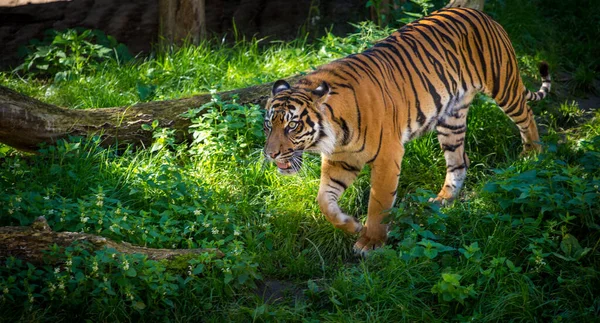 Sibirischer Tiger Zoopark — Stockfoto