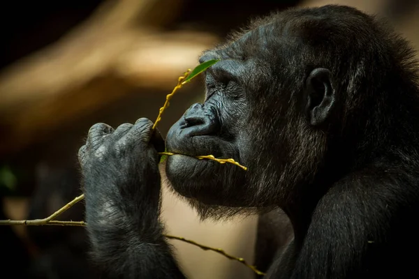 Porträt Eines Gorillas Beim Fressen — Stockfoto