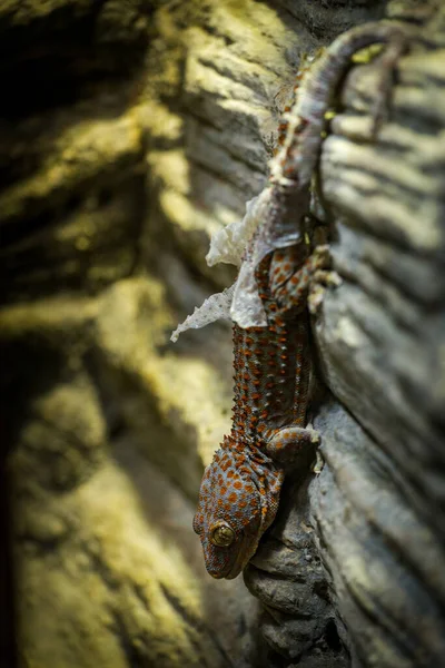 Ogromny Gecko Ścianie — Zdjęcie stockowe