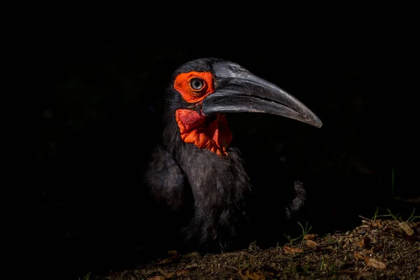 Kampfer Hornvogel Bucorvus Leadbeateri Der Natur — Stockfoto