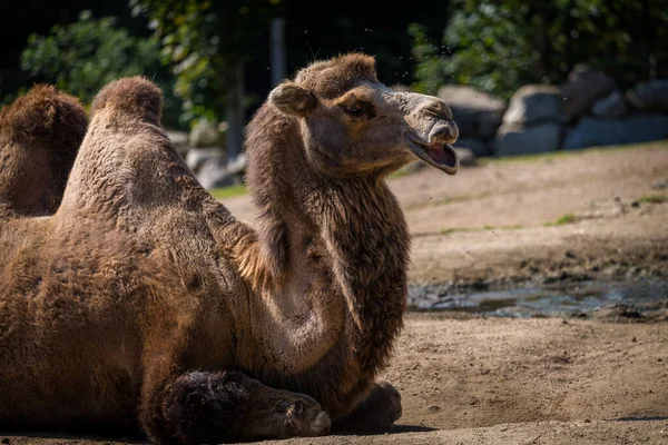 Bipedal Camel Flies Its Face — Stock Photo, Image