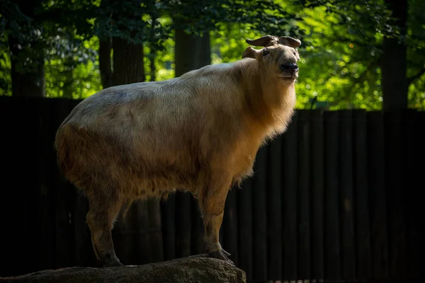 Takin Golden Nature Park — Stock Photo, Image