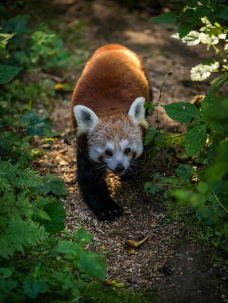 Panda Rood Gaat Natuurpark — Stockfoto