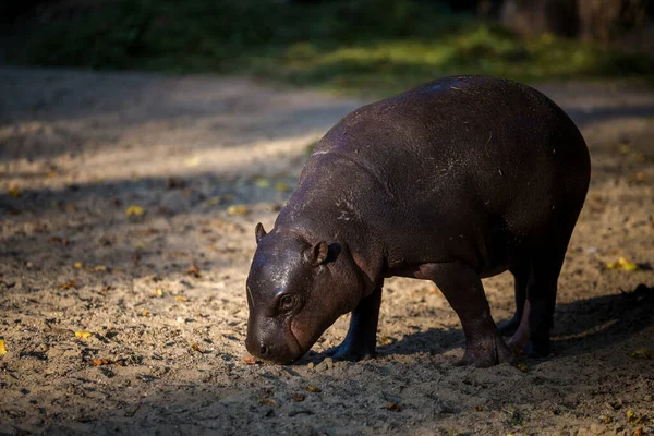 Hipopótamo Liberiano Parque Zoológico — Foto de Stock