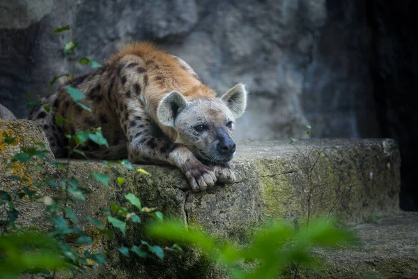 Hiena Manchada Parque Natural — Foto de Stock