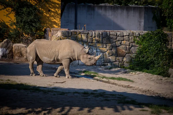 Doğa Parkında Iki Boynuzlu Gergedan — Stok fotoğraf