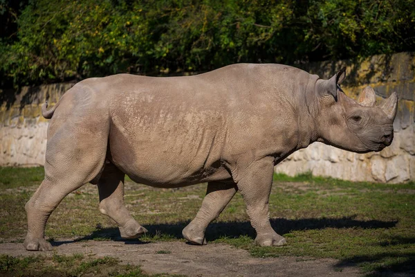 Two Horned Rhino Nature Park — Stock Photo, Image