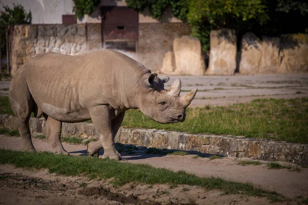 Two Horned Rhino Nature Park — Stock Photo, Image