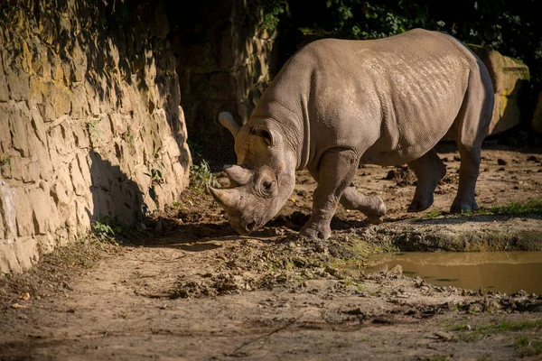 Two Horned Rhino Nature Park — Stock Photo, Image