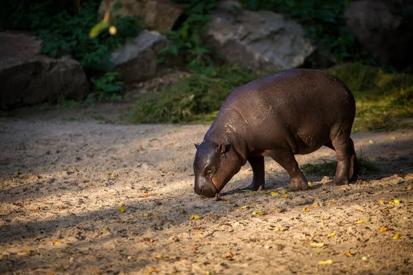 Hipopótamo Liberiano Parque Zoológico — Foto de Stock