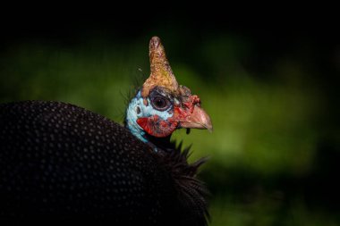 Numida meleagris kuşu doğa parkında 