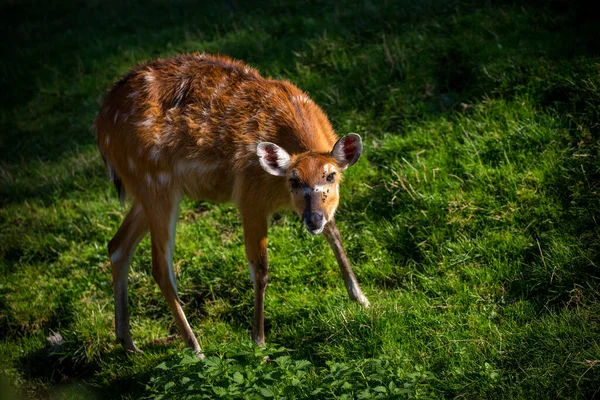 Mammifère Antilope Des Marais Dans Parc Naturel — Photo