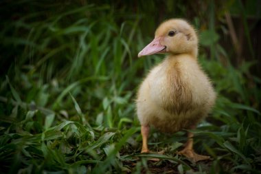 Doğa parkındaki genç ördekler 