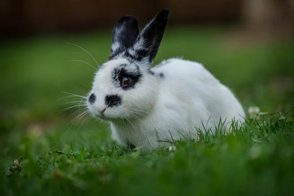 Conejito Hierba Blanco Negro — Foto de Stock