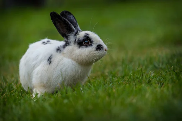 Bunny Grass Black White — Stock Photo, Image