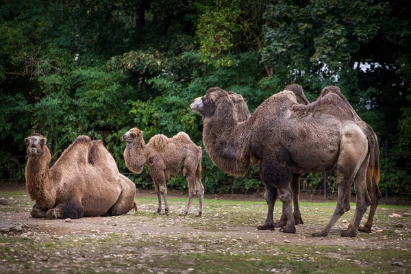 Grupo Camelos Parque Natural — Fotografia de Stock