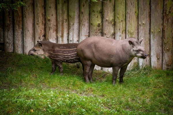 Tapir Norteamericano Parque Natural — Foto de Stock