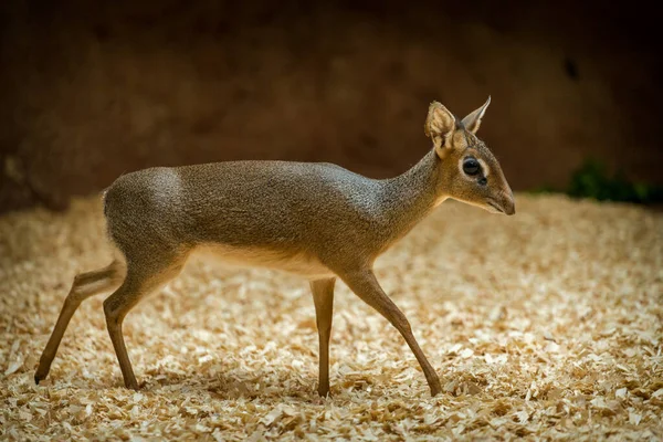 Kirks Dik Dik Naturpark — Stockfoto